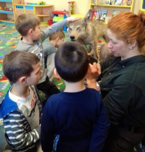 Wilk w przedszkolu w Kamienniku